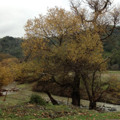 Ezra J. Engles Posts