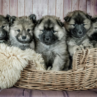 InsurTech Insider: Episode 16. Pet insurance