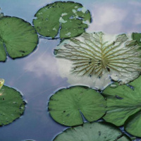 Hoppity the Lillypad Train