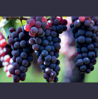 Para Que Dê Mais Fruto!