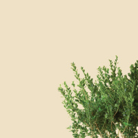 Supreme, Strategic, and Steadfast