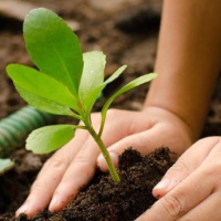 Agroecología: alternativas locales para la creación de ecosistemas alimentarios sostenibles