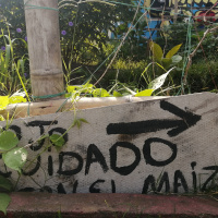 Huertas urbanas: soberanía y seguridad alimentaria desde Cali, Colombia.