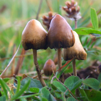 The Phenomenology of Psilocybin