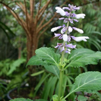 Salvia Divinorum Experience: Disney-Scape