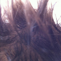 Arie: Die Geranie ist tot für @Daniluna1983