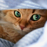 NXViM, Hollywood amp Corporate Crime