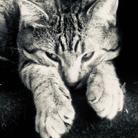 World Wide Cast System to enslave humanity