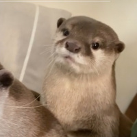 Patriot News: EMP Defense, AI amp Christ Consciousness