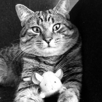 Messiah: The Chief Cornerstone with Jordan Maxwell