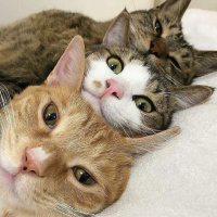 Return to the Land of 1,00o Wantons