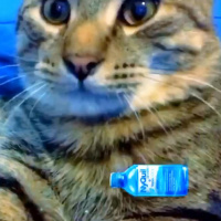 Snap EBT RePlaced?/Government Shutdown