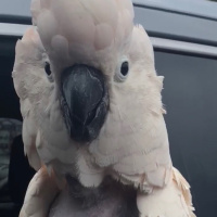 Superhero Car Workout/ Random Cockatiel ( Comedy)