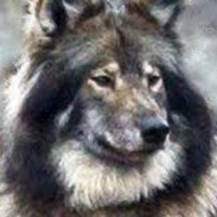 Past life Storytime: Native American Animals (Pets)