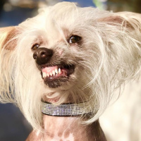 Reparations? Anyone?