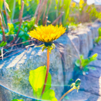 Real News: The Vaccine Agenda