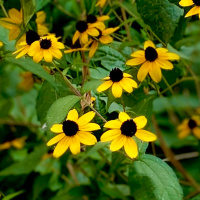 Black News Remix: Fried OkraampBobby Hemmit on 