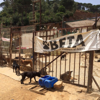 1671: Visiting Beirut Ethical Treatment of Animals Centre