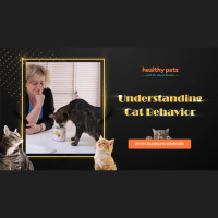 Cat Extravaganza Week- Understanding Cat Behavior