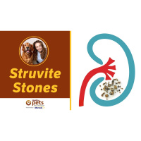 Dr. Becker Explains Struvite Stones