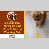 Reasons Cats Throw Up and Ways to Treat a Vomiting Cat