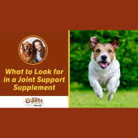 What to Look for in a Joint Support Supplement