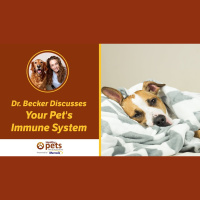Your Pets Immune System