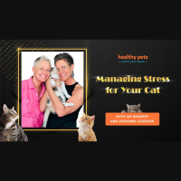 Cat Extravaganza Week- Managing Stress for Your Cat 