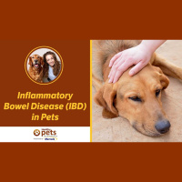 Inflammatory Bowel Disease (IBD) in Pets