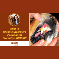  What Is Chronic Ulcerative Periodontal Stomatitis (CUPS)?