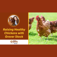 Dr. Becker Talks About Raising Healthy Chickens with Grover Stock