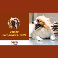 Canine Coronavirus