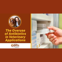 The Overuse of Antibiotics in Veterinary Applications
