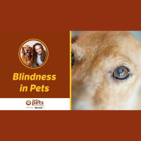 Dr. Becker Discusses Blindness in Pets