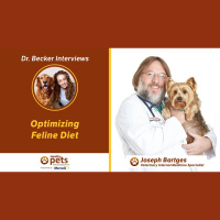 Dr. Bartges on Optimizing Feline Diet