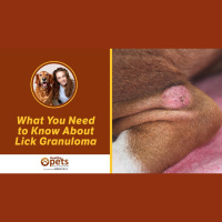 What You Need to Know About Lick Granuloma