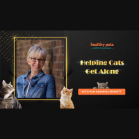 Cat Extravaganza Week- Helping Cats Get Along