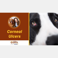 Dr. Becker on Corneal Ulcers