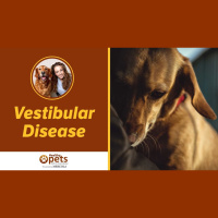 Vestibular Disease