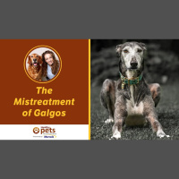 The Mistreatment of Galgos with Yeray Lopez