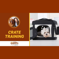 Crate Training