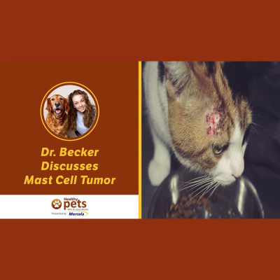 Animal Wellness Veterinarian Dr. Karen Becker