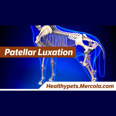 Animal Wellness Veterinarian Dr. Karen Becker