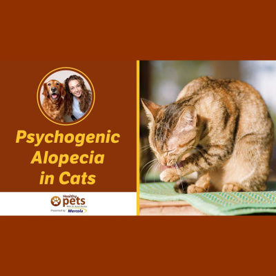 Animal Wellness Veterinarian Dr. Karen Becker