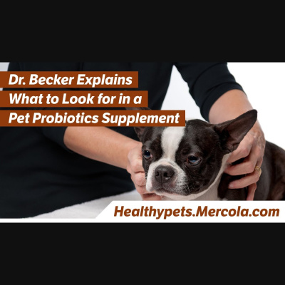 Animal Wellness Veterinarian Dr. Karen Becker