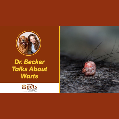 Animal Wellness Veterinarian Dr. Karen Becker