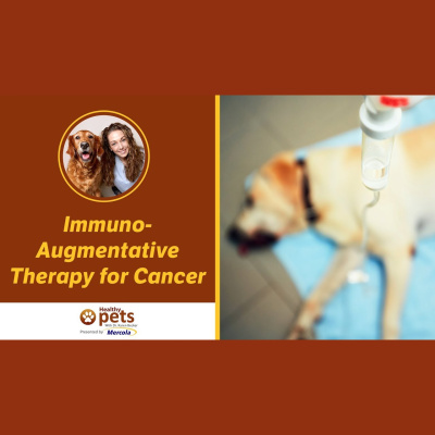 Animal Wellness Veterinarian Dr. Karen Becker