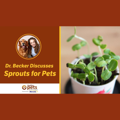 Animal Wellness Veterinarian Dr. Karen Becker