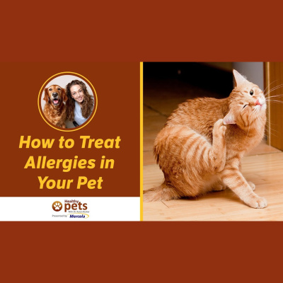 Animal Wellness Veterinarian Dr. Karen Becker