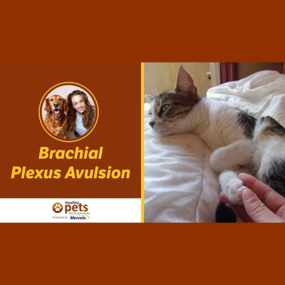 Animal Wellness Veterinarian Dr. Karen Becker